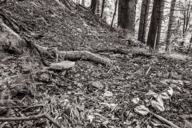 Ormandaki bir ağacın siyah beyaz fotoğrafı.