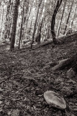 bir ağacın siyah beyaz fotoğrafı