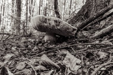 Ormanda beyaz mantarlar