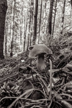 Sabahları ormanda mantar yetişiyor..