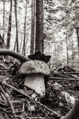 Ormanda beyaz mantar