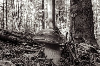 Ormanda mantar. siyah ve beyaz.