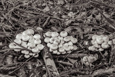 Ormandaki bir ağaçtaki siyah beyaz mantarlar