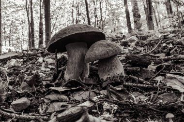 Ormanda yerde yatan mantarların yakın plan çekimi.