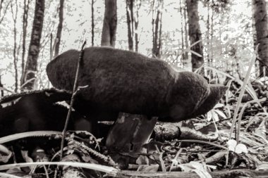 Ormanın siyah beyaz fotoğrafı.