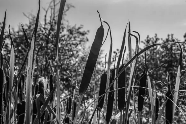 Parktaki çimlerin gri tonlu görüntüsü.