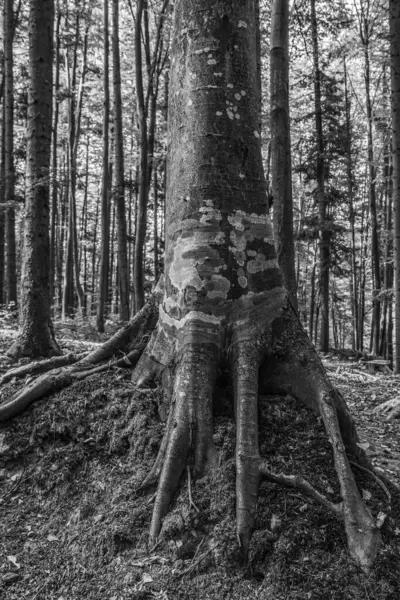 Ormandaki bir çam ağacının yakın çekimi.