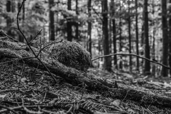 Ormandaki eski tahta kütük