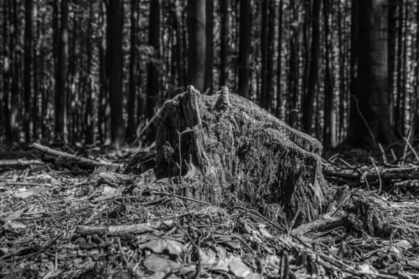 Ormandaki eski ahşap gövde. siyah ve beyaz