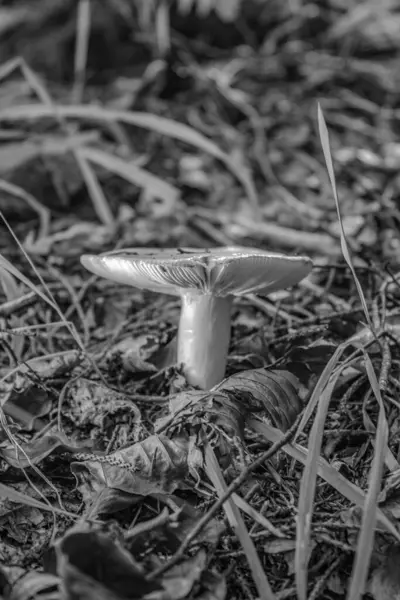 Ormanda küçük bir mantar