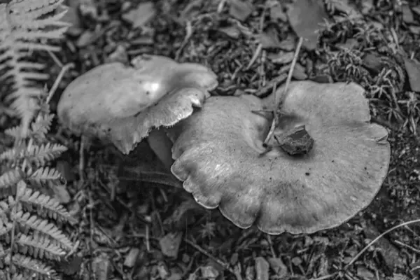 Ormandaki mantarın siyah beyaz fotoğrafı