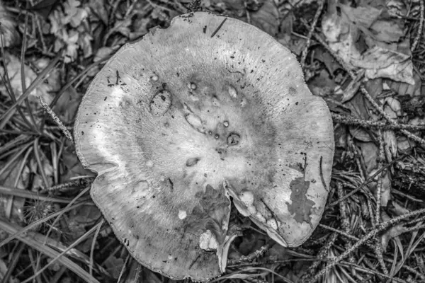 Ormanda siyah beyaz mantarlar