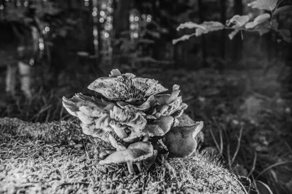 Güzel botanik fotoğrafı, doğal duvar kağıdı.
