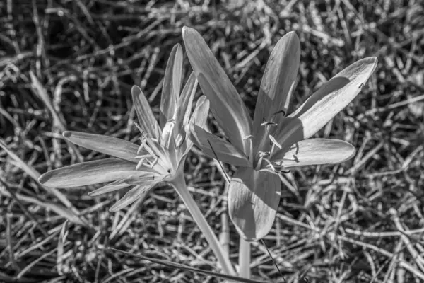 Bahçedeki güzel beyaz çiçek