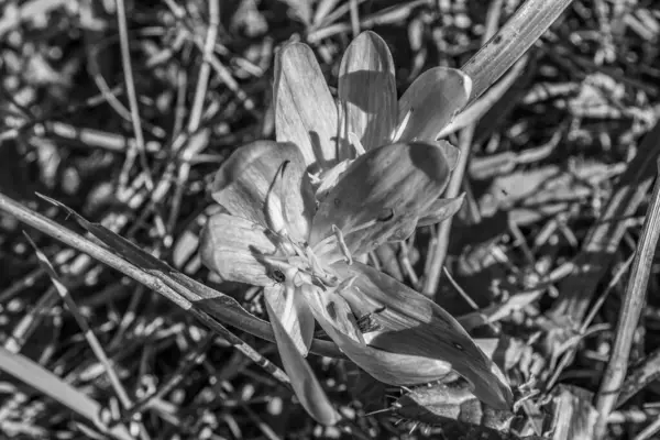 Bahçedeki güzel çiçekler