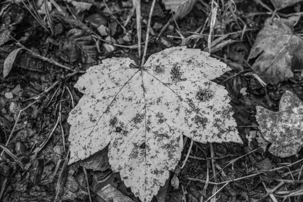 Siyah ve beyaz renkli kuru yaprak