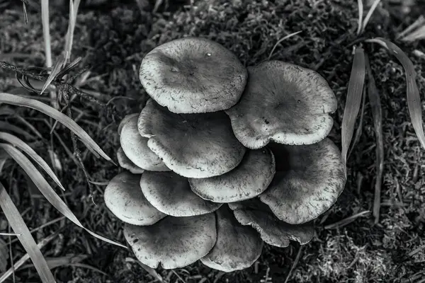 Mantar bir şube büyüyor