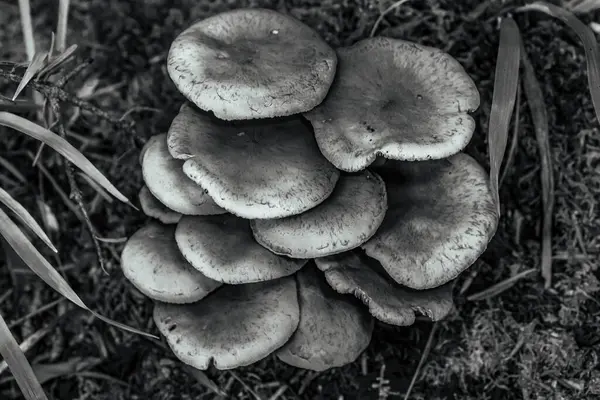 bir ağacın siyah beyaz fotoğrafı