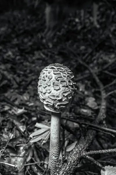 Ormandaki bir mantarın yakın plan çekimi.