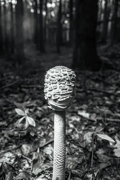 Ağaçtaki mantarın yakın plan fotoğrafı.