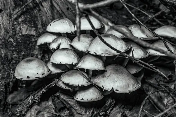 Ormanda bir grup beyaz mantar