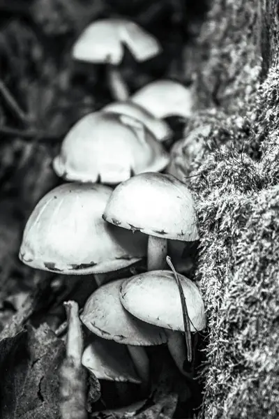 Ormandaki mantarlar.