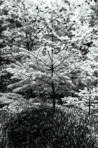 Doğanın güzel manzarası