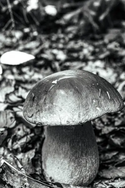 Ormanda siyah mantar, yakın plan -