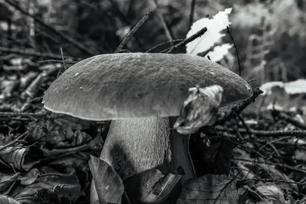 Ormandaki mantarlar. sonbahar arkaplanı.