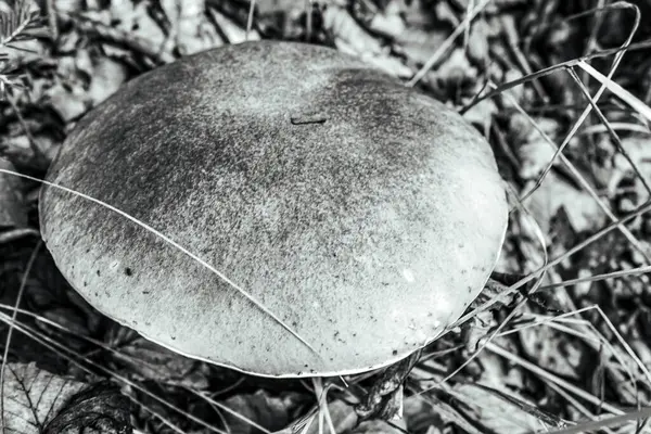 Ormanda yetişen mantarlar, bitki yaprakları.