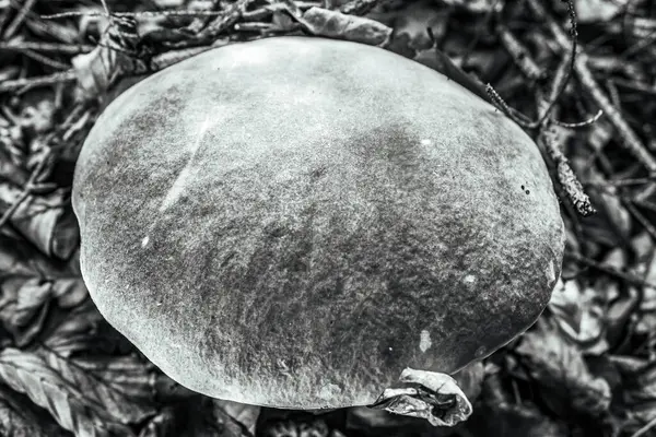 Olgun bir narın siyah beyaz arkaplanı