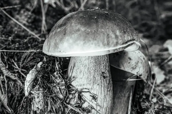 Ormanda siyah mantar