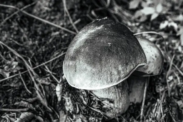 Ormandaki mantarlar. siyah ve beyaz arkaplan