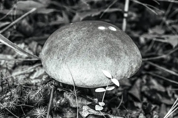 Güzel botanik fotoğrafı, doğal duvar kağıdı.