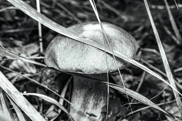 Çimenlerdeki mantarın seçici odak noktası.