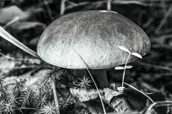 Ormandaki bir mantarın dikey yakın çekimi