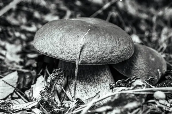 Ormanda siyah beyaz mantar