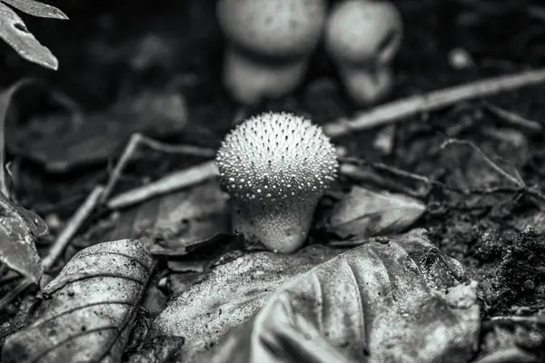 sonbahar ormanda mantar