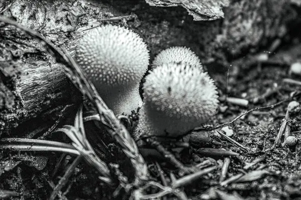 Güzel beyaz bir mantarın yakın plan çekimi.