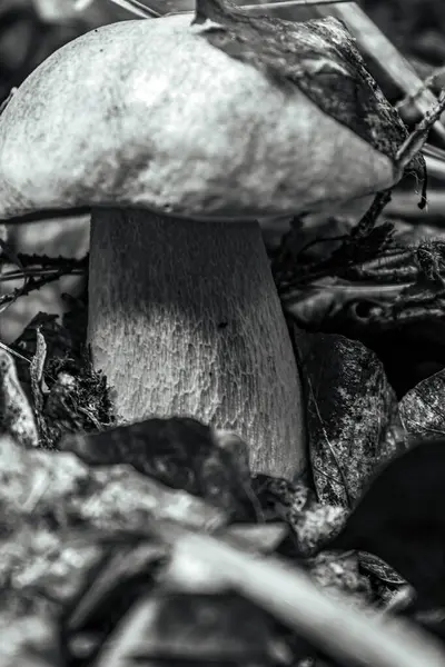 Orman arka planında mantarlar