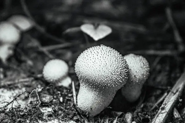 Ormandaki mantarların yakın plan çekimi.