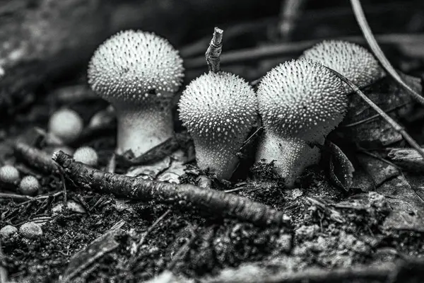 Ağaç ormanında bir grup mantar..