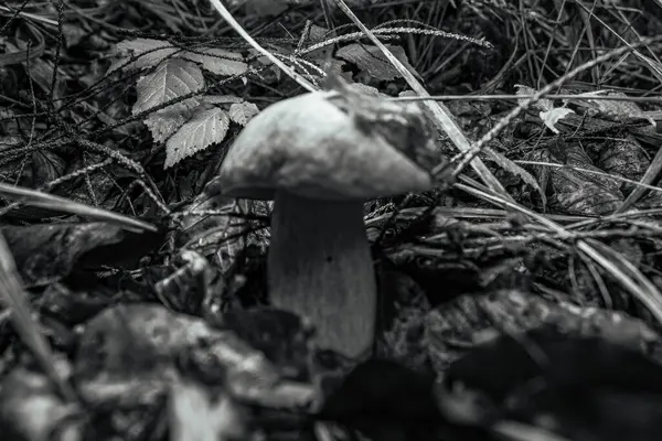 siyah ve beyaz mantar