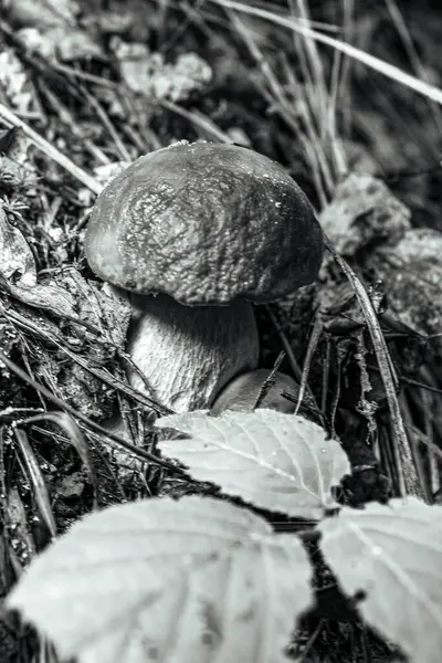 Ağaç gövdesindeki mantarların yakın plan fotoğrafı.