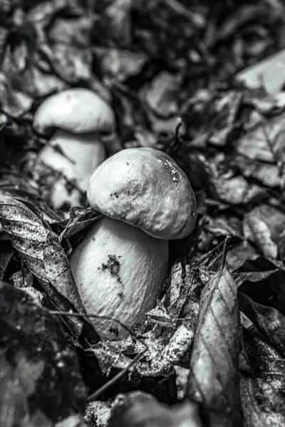 Ağaçtaki güzel beyaz ve siyah taşların yakın plan çekimi.