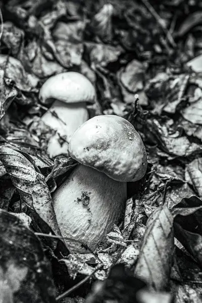 Ormanda mantar, bitki örtüsü