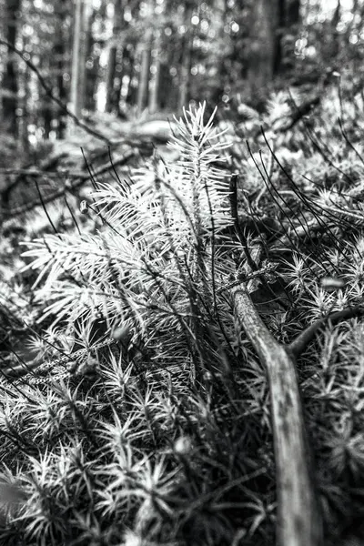 Ormanda çam iğneleri