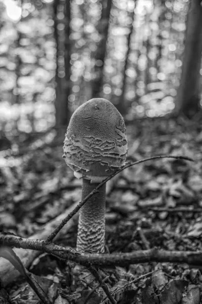 Ormanda mantar yetişiyor. Ormanda mantar mantarı