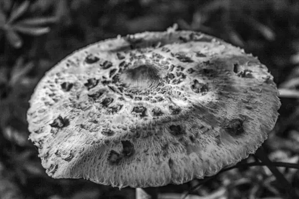 Bir mantarın siyah beyaz fotoğrafı