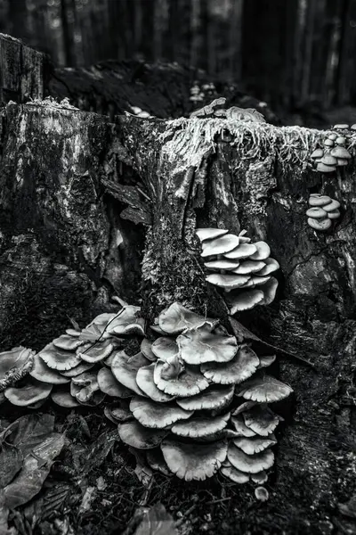 Ağaç gövdesinde bir grup mantar. siyah beyaz fotoğraf